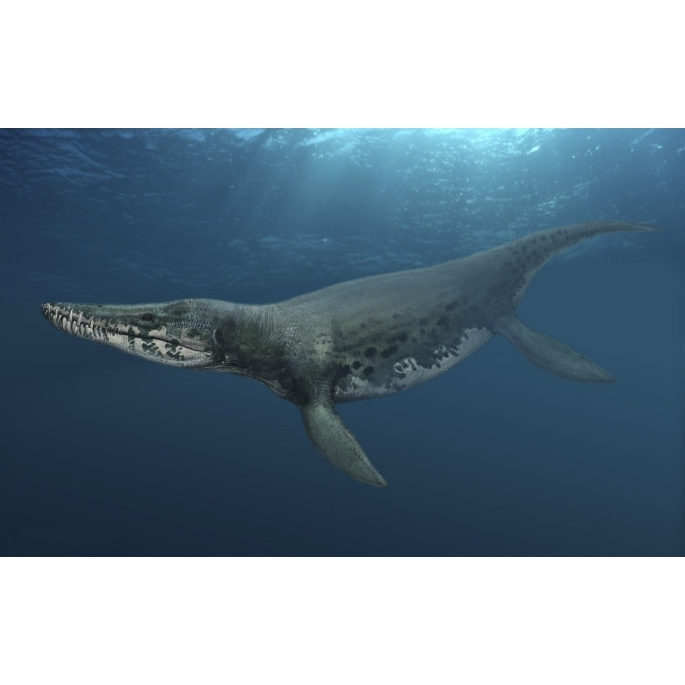 Kronosaurus queenslandicus swimming in prehistoric waters Poster Print Image 1