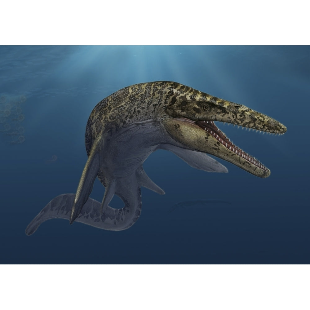 Mosasaurus hoffmanni swimming in prehistoric waters Poster Print Image 2