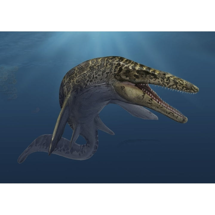 Mosasaurus hoffmanni swimming in prehistoric waters Poster Print Image 1