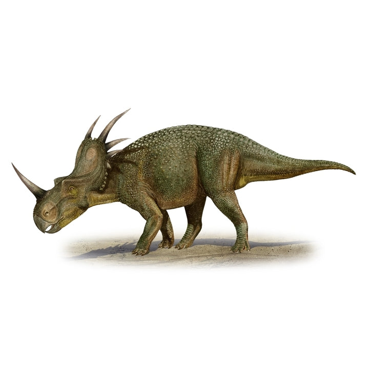 Styracosaurus albertensis a prehistoric era dinosaur Poster Print Image 1