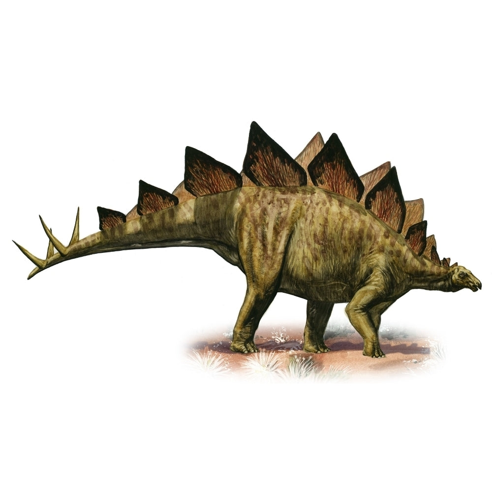 Stegosaurus armatus a prehistoric era dinosaur Poster Print Image 1