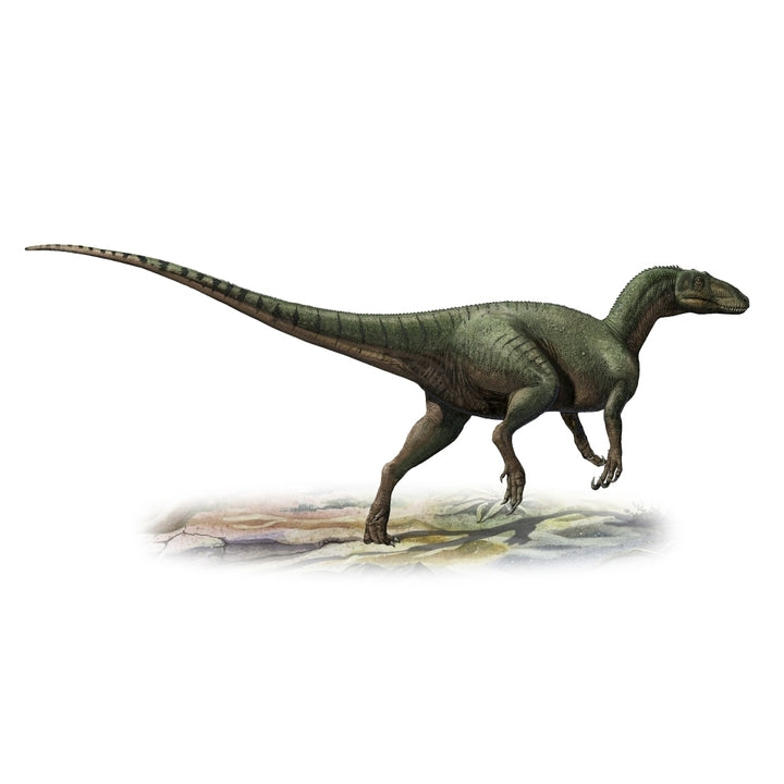 Australovenator wintonensis a prehistoric era dinosaur Poster Print Image 1