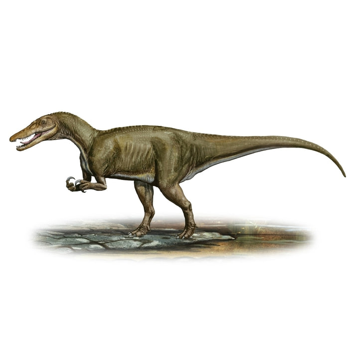 Baryonyx walkeri a prehistoric era dinosaur Poster Print Image 2