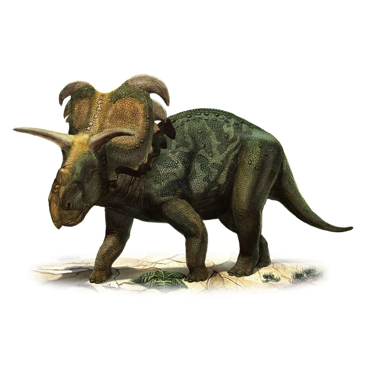 Medusaceratops lokii a prehistoric era dinosaur Poster Print Image 2