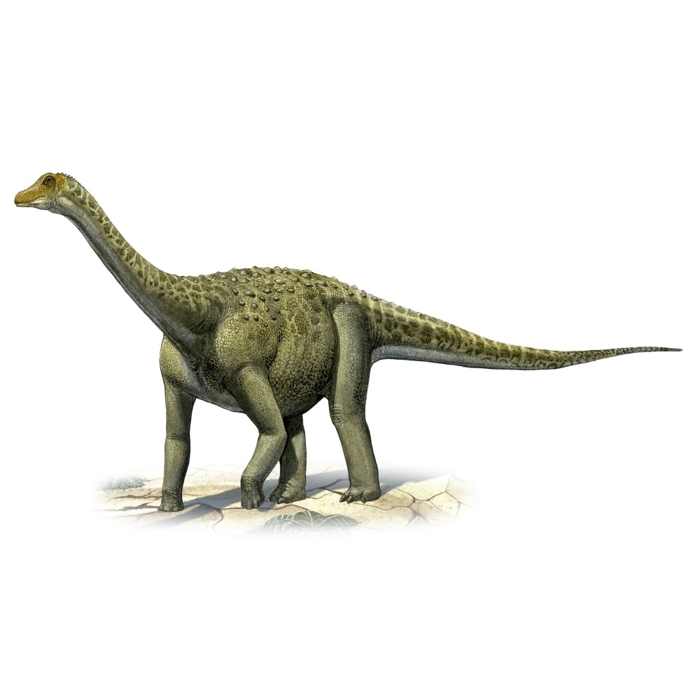 Titanosaurus indicus a prehistoric era dinosaur Poster Print Image 2