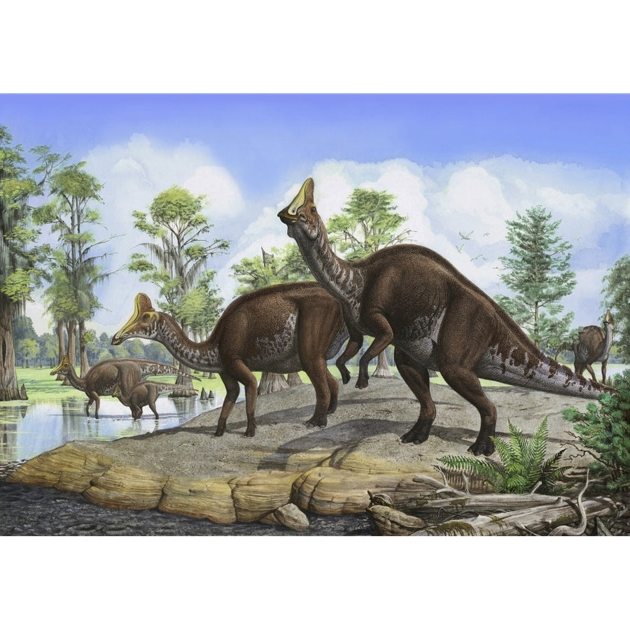 Amurosaurus riabinini dinosaurs grazing in prehistoric wetlands Poster Print Image 1