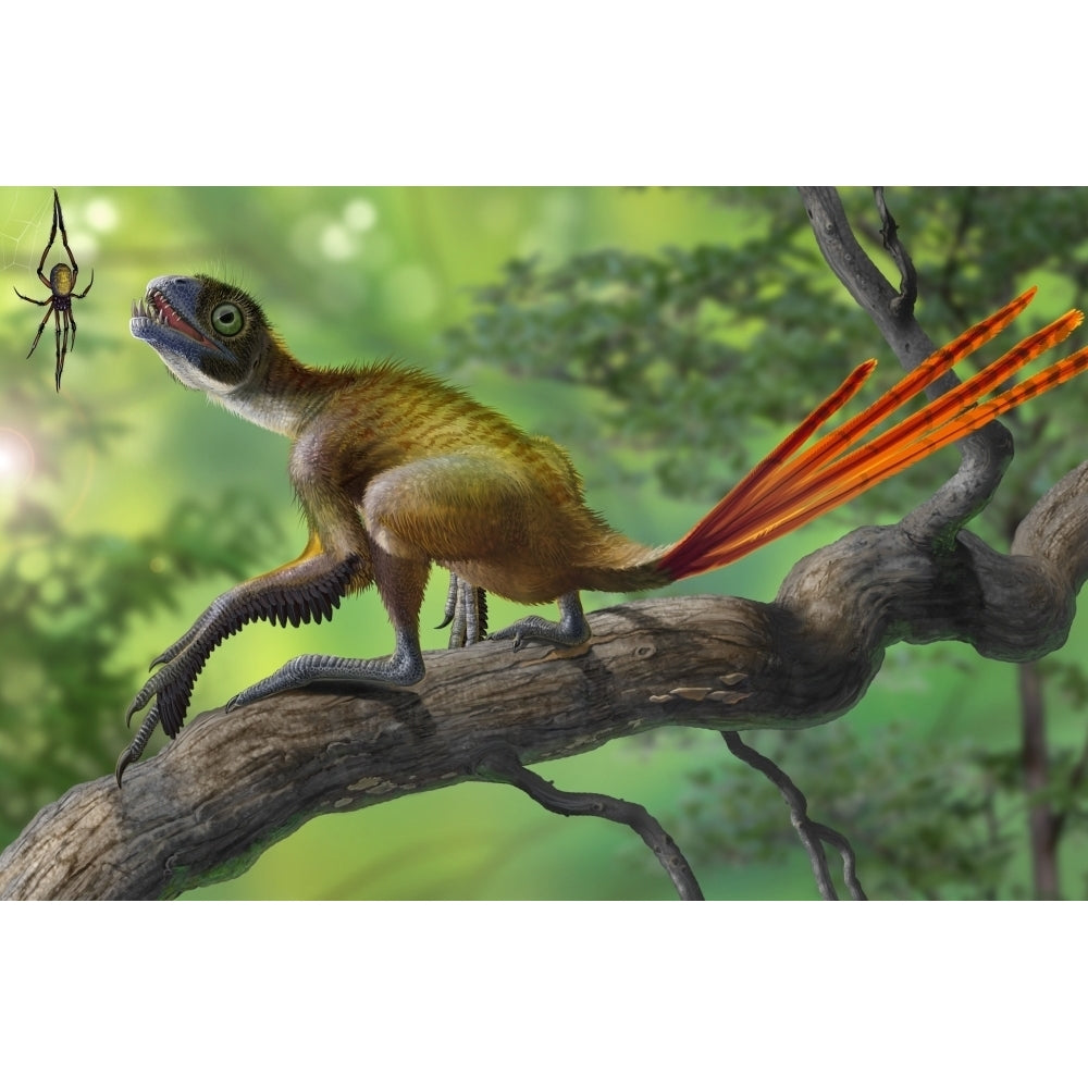 Epidexipteryx perched on a branch ready to eat a nearby spider Poster Print Image 1