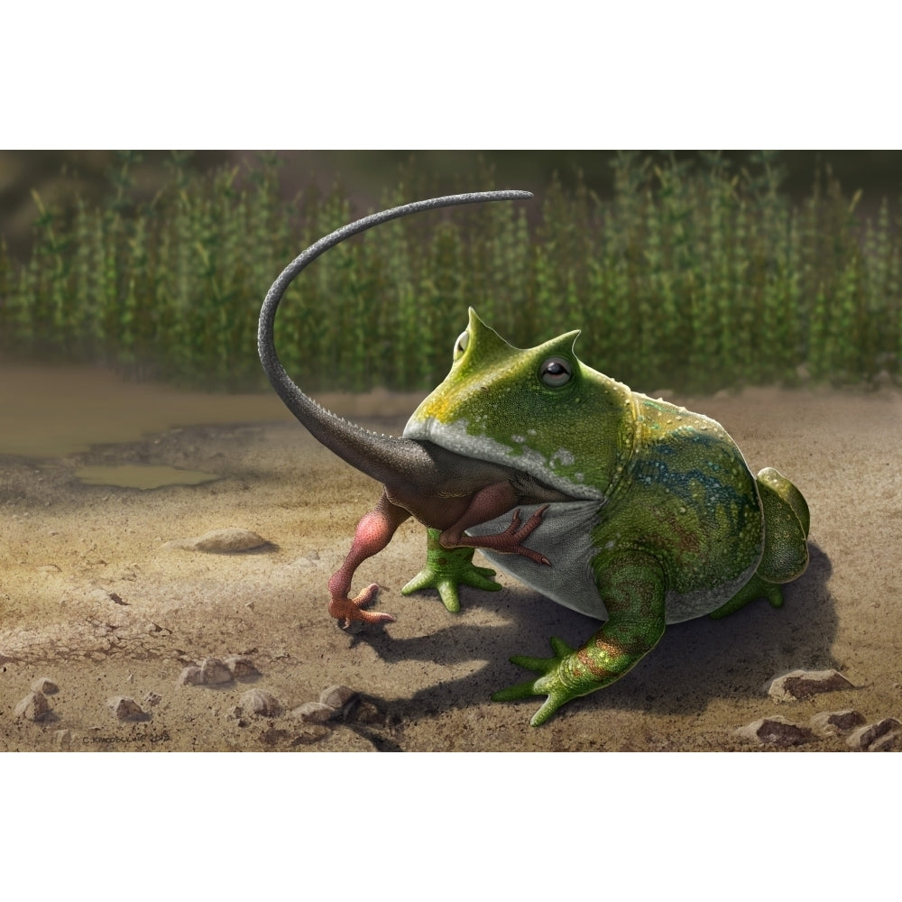 A large Beelzebufo frog eating a small Masiakasaurus Poster Print Image 1