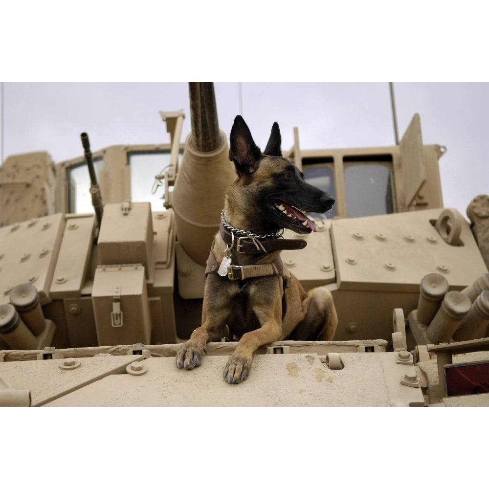 A military working dog sits on a U.S. Army M2A3 Bradley Fighting Vehicle Poster Print Image 1