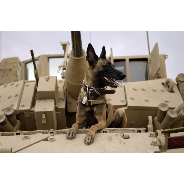 A military working dog sits on a U.S. Army M2A3 Bradley Fighting Vehicle Poster Print Image 1