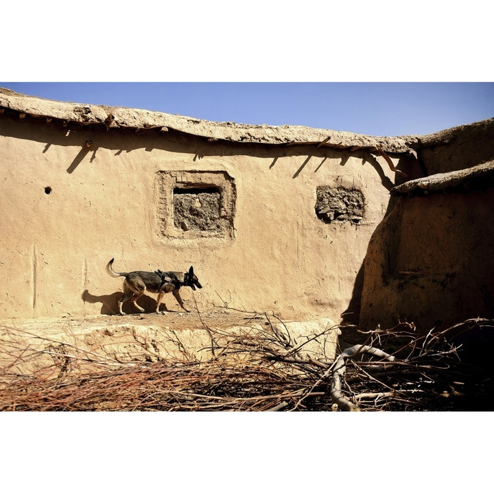 A U.S. Air Force K-9 searches for home-made explosives in an Afghan village Poster Print Image 2