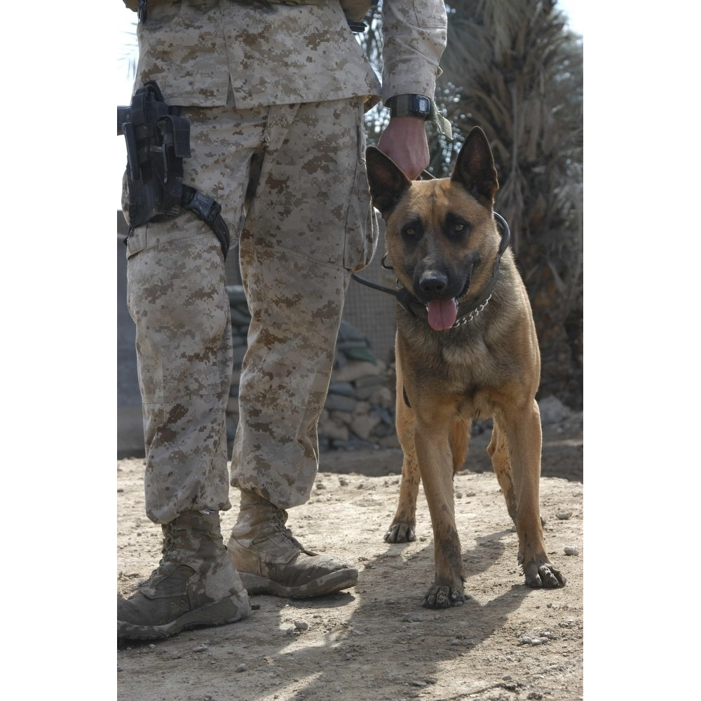 A Belgium Malonois military working dog stands by his handler Poster Print Image 1