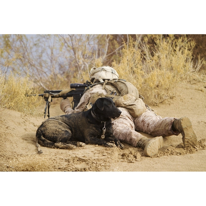 U.S. Marine and a military working dog provide security in Afghanistan Poster Print Image 2