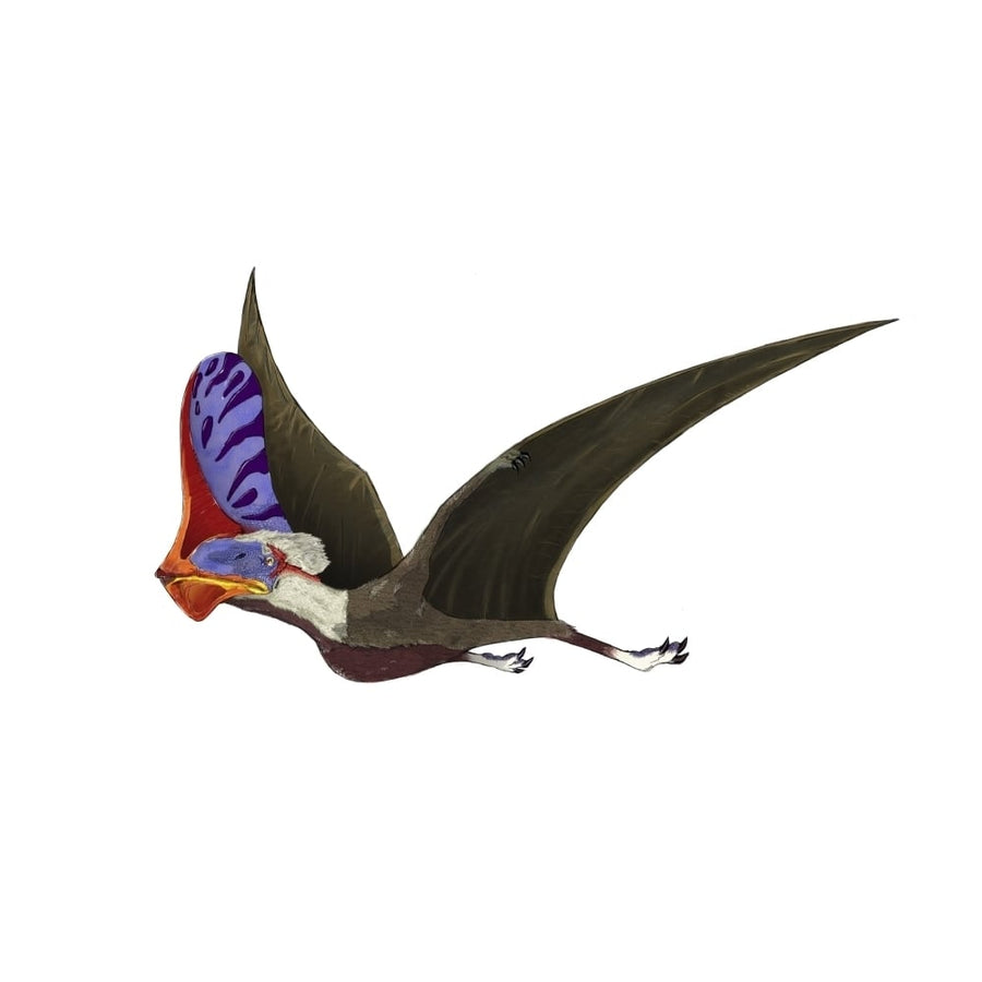 Tapejara a genus of Brazilian pterosaur from the Cretaceous Period Poster Print Image 1