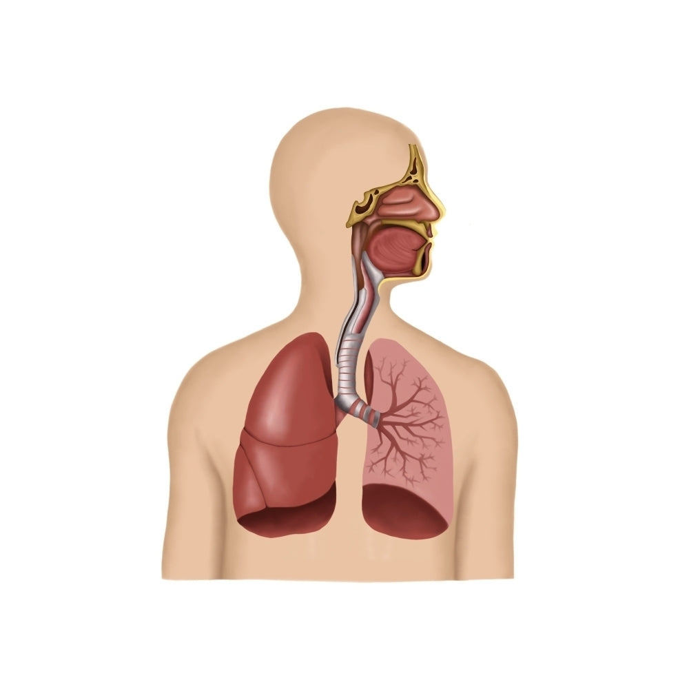 Anatomy of human respiratory system Poster Print Image 2