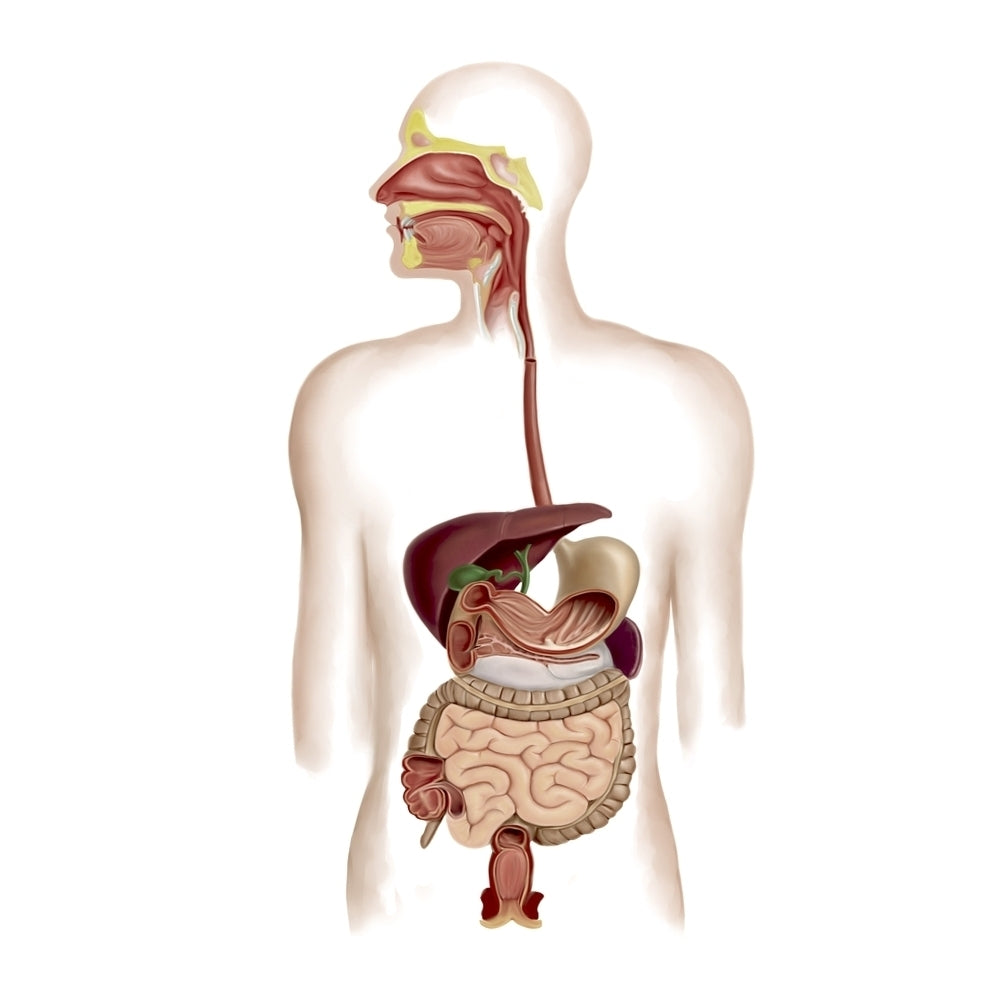 Anatomy of human digestive system Poster Print Image 1