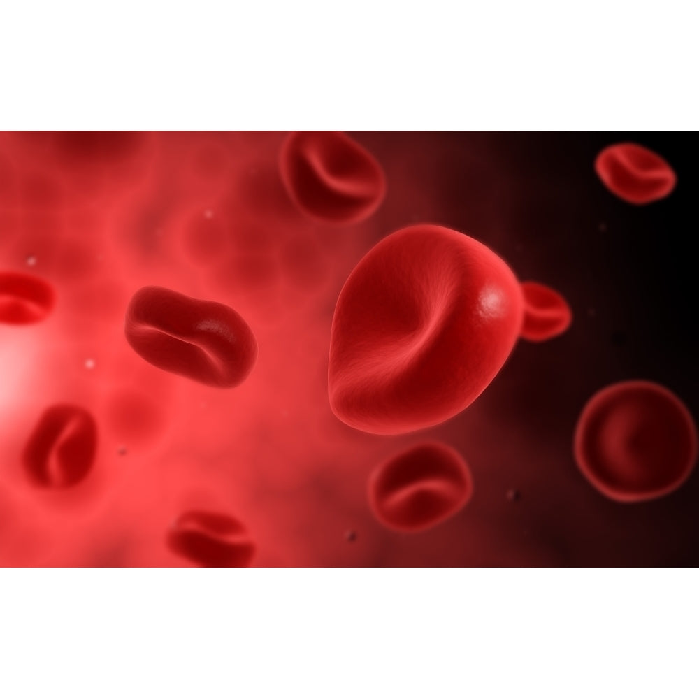 Microscopic view of red blood cells Poster Print Image 2