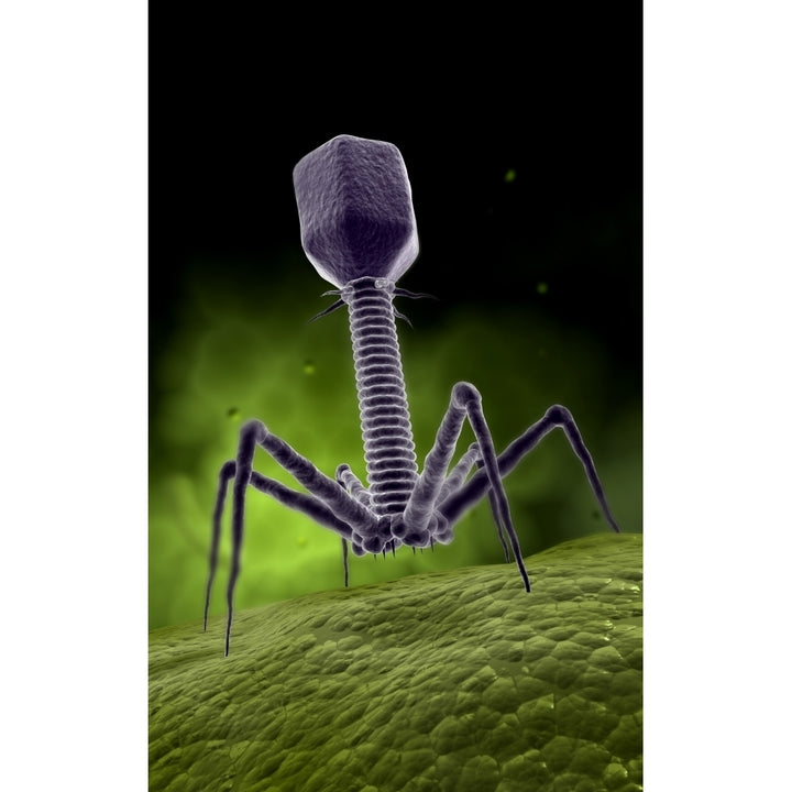 Microscopic view of bacteriophage Poster Print Image 1