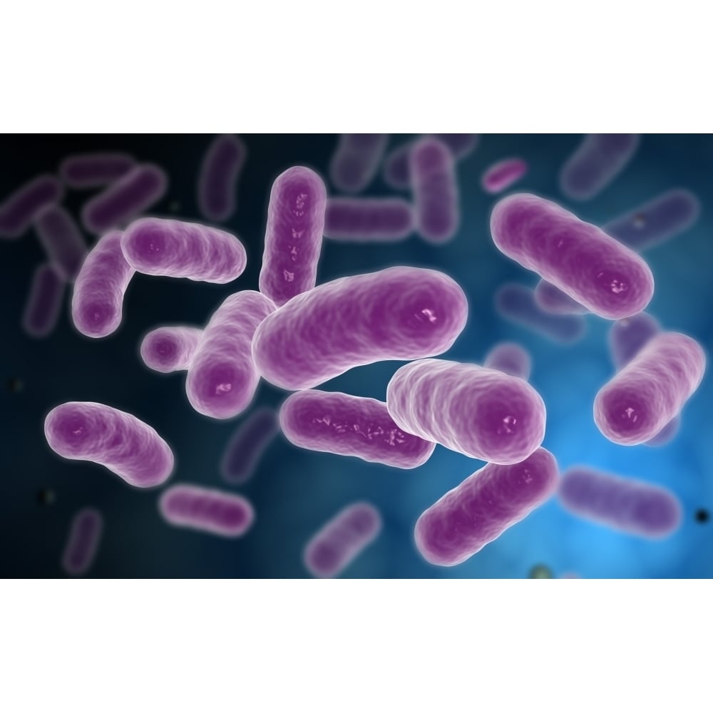 Conceptual image of bacteria Poster Print Image 1