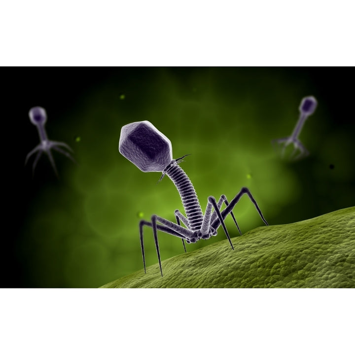 Microscopic view of bacteriophage Poster Print Image 2