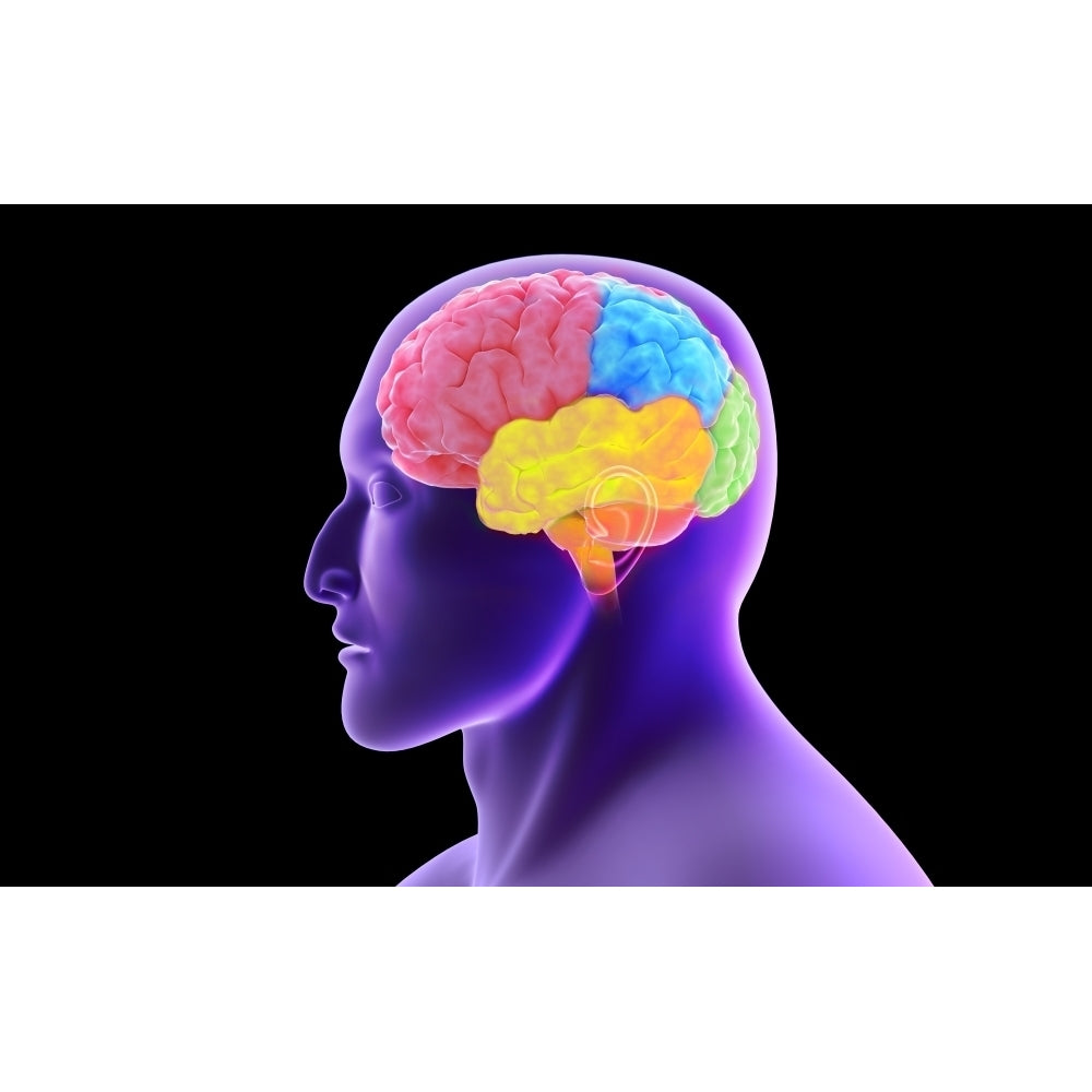 Conceptual image of human brain Poster Print Image 1