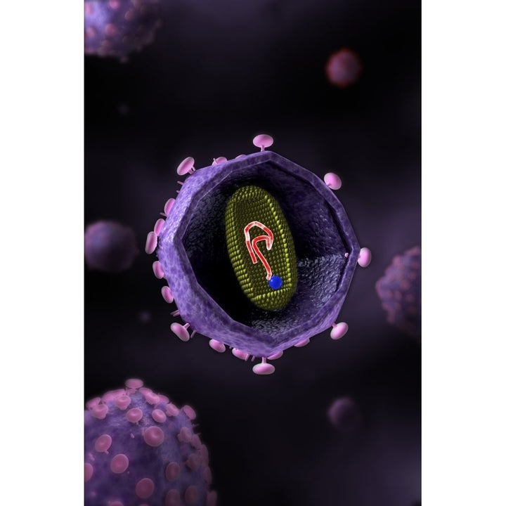 Microscopic view of HIV cross section Poster Print Image 1