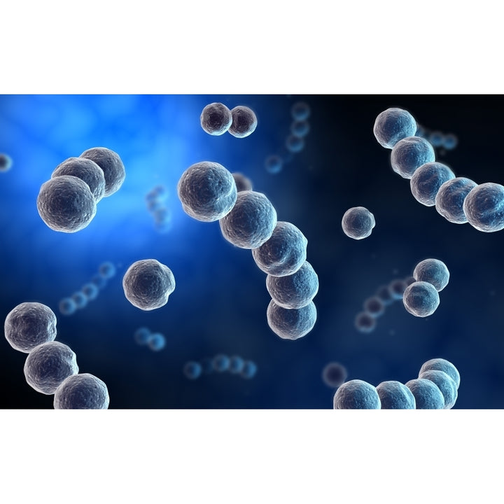 Microscopic view of streptococcus Poster Print Image 1