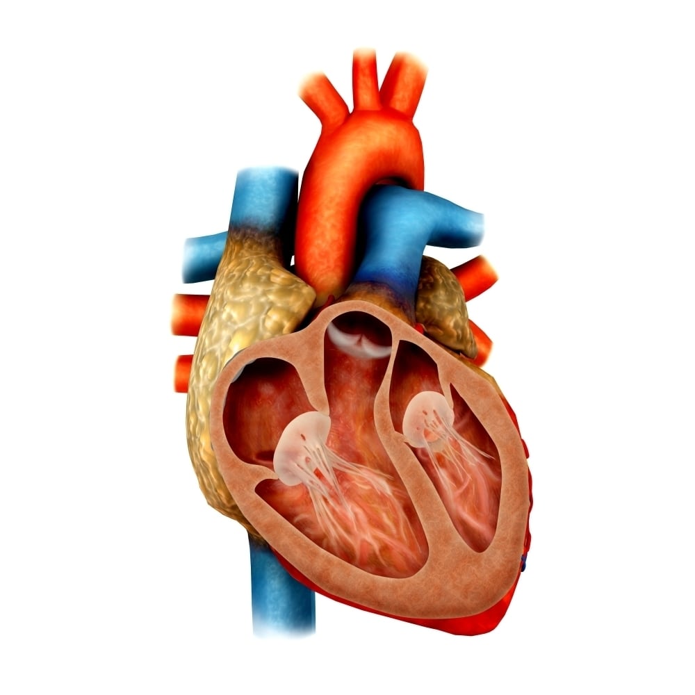 Anatomy of human heart cross section Poster Print Image 2