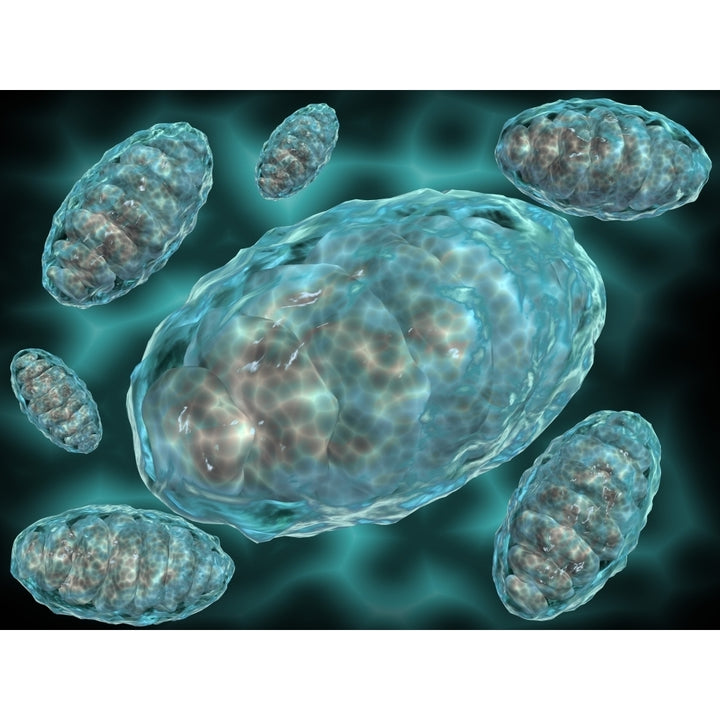 Microscopic view of Mitochondria Poster Print Image 1