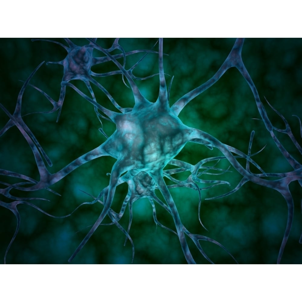 Microscopic view of multiple nerve cells known as neurons Poster Print Image 1