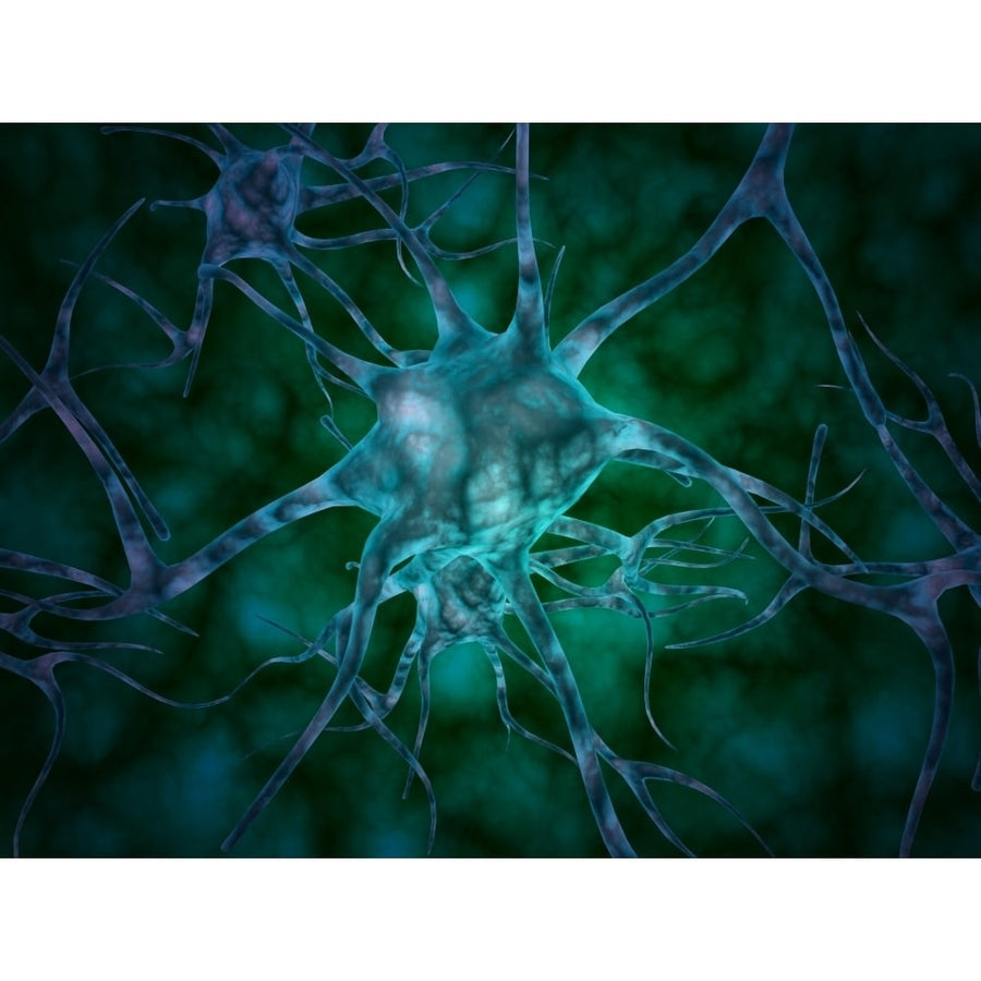 Microscopic view of multiple nerve cells known as neurons Poster Print Image 1