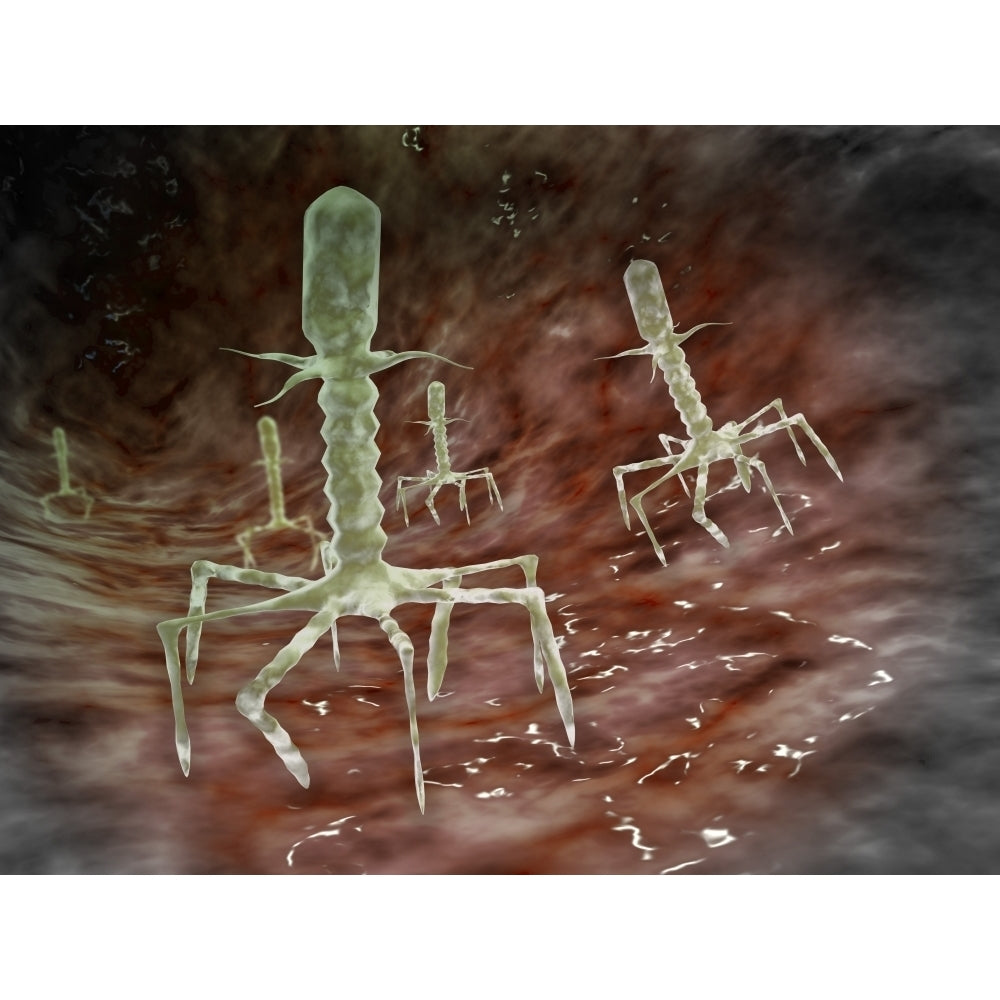 Microscopic view of bacteriophages on the surface of a bacteria Poster Print Image 1