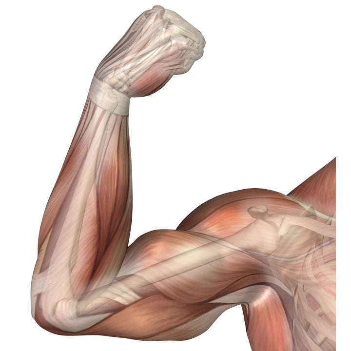 Illustration of a flexed arm showing human bicep muscle Poster Print Image 1