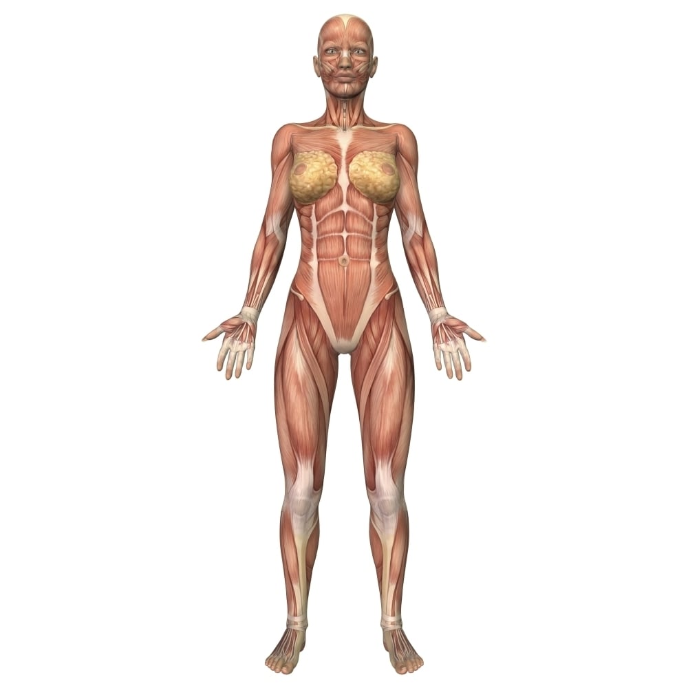 Female muscular system front view Poster Print Image 2