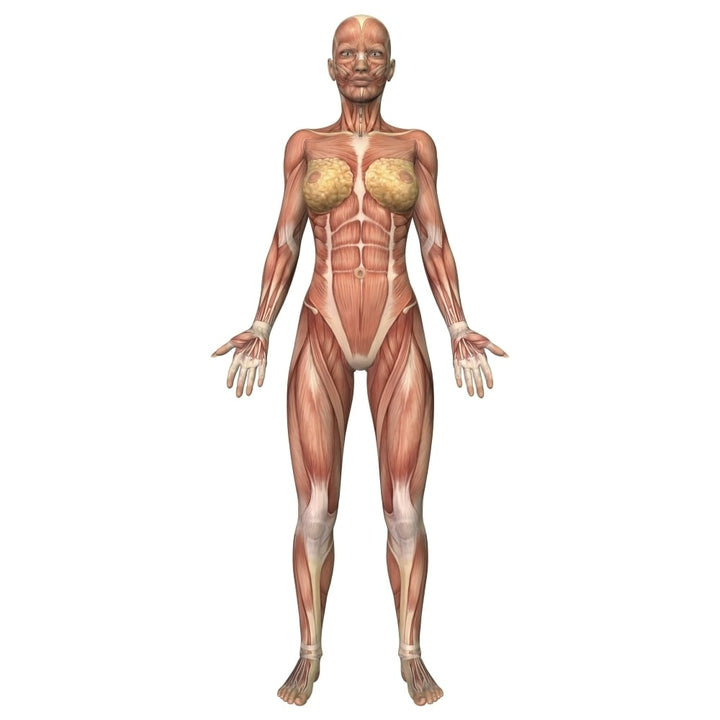 Female muscular system front view Poster Print Image 1