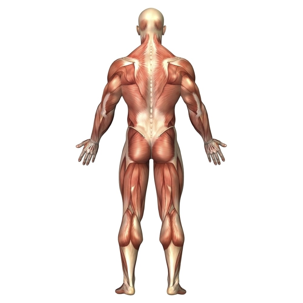 Anatomy of male muscular system back view Poster Print Image 1