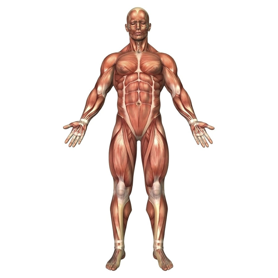 Anatomy of male muscular system front view Poster Print Image 1