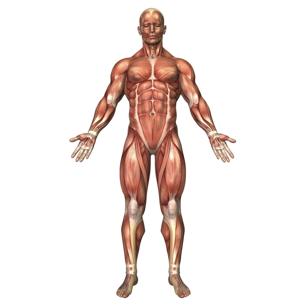 Anatomy of male muscular system front view Poster Print Image 2