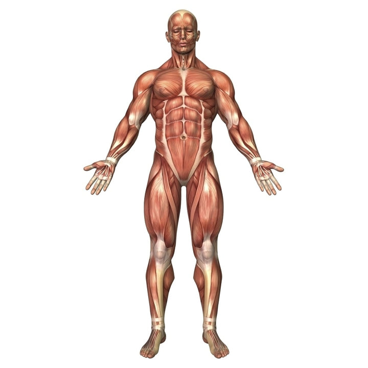 Anatomy of male muscular system front view Poster Print Image 2