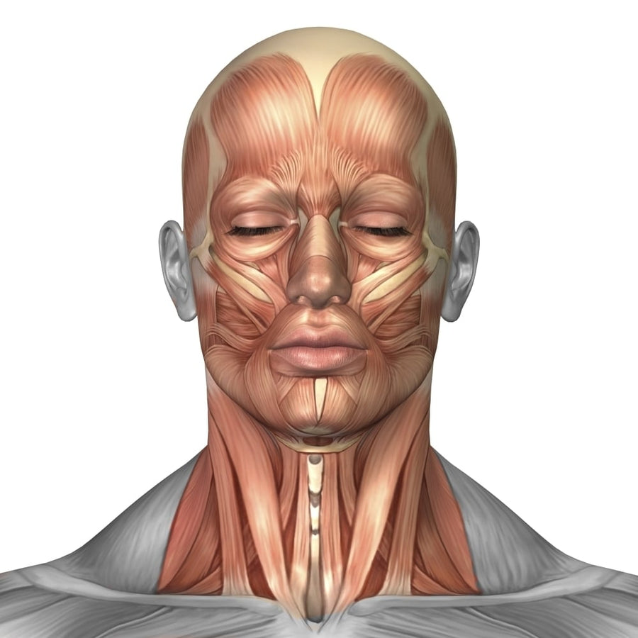 Anatomy of human face and neck muscles front view Poster Print Image 1