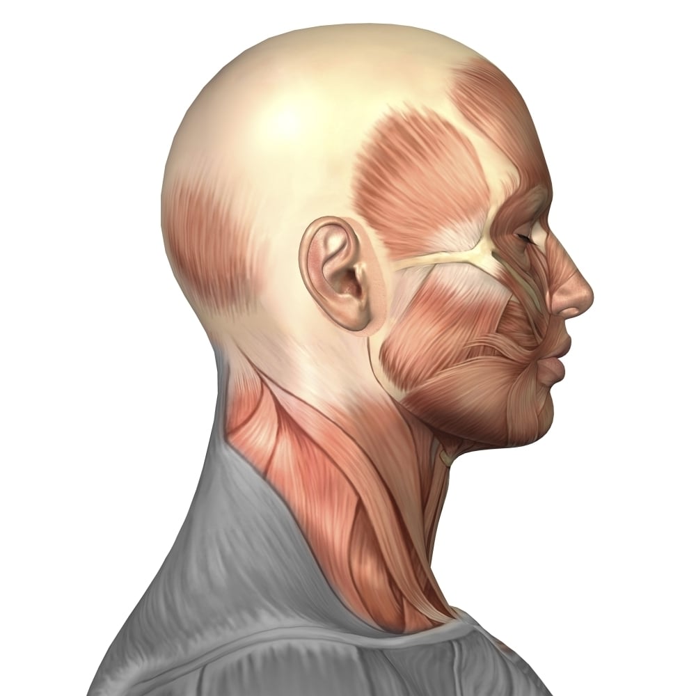 Anatomy of human face muscles side view Poster Print Image 1