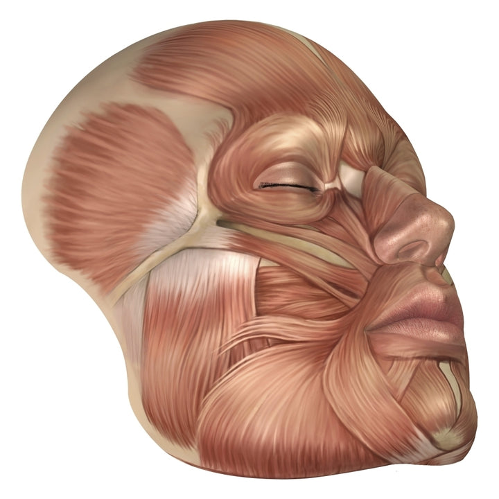 Anatomy of human face muscles Poster Print Image 1