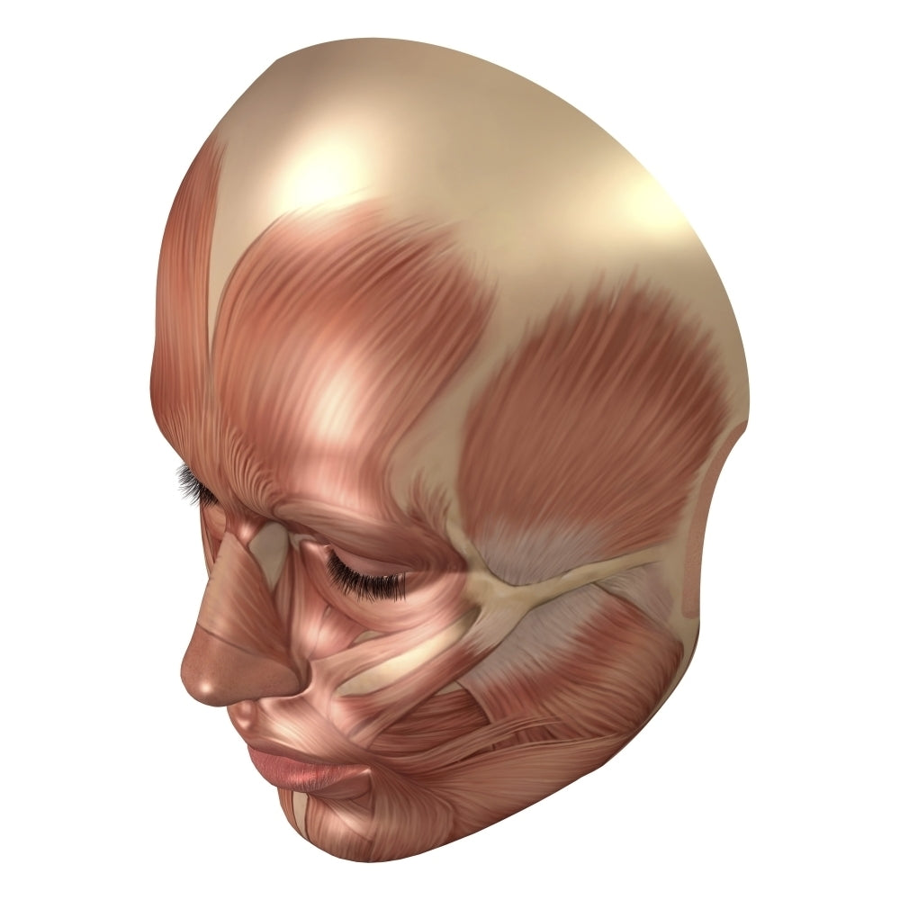 Anatomy of human face muscles Poster Print Image 2