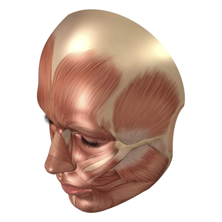 Anatomy of human face muscles Poster Print Image 1