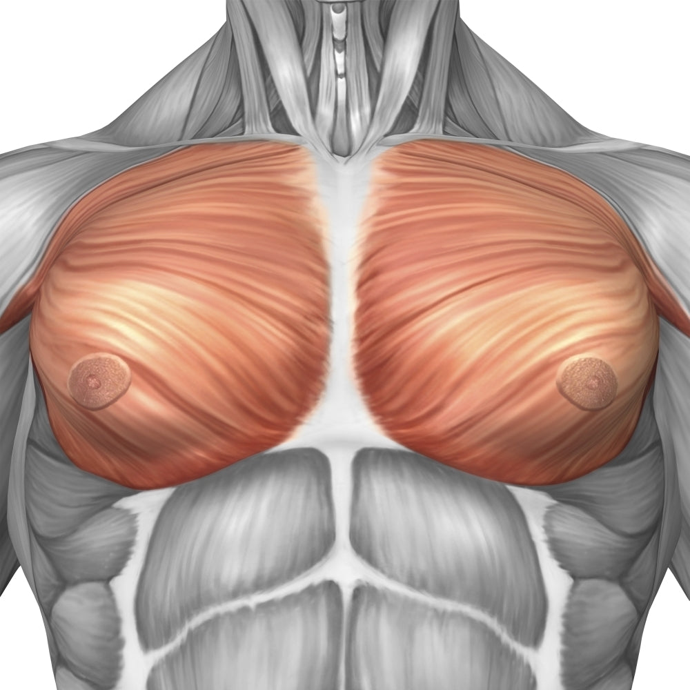 Anatomy of male pectoral muscles Poster Print Image 2