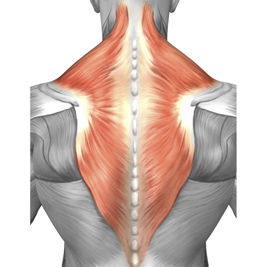 Muscles of the back and neck Poster Print Image 1