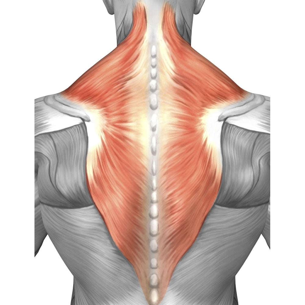 Muscles of the back and neck Poster Print Image 2