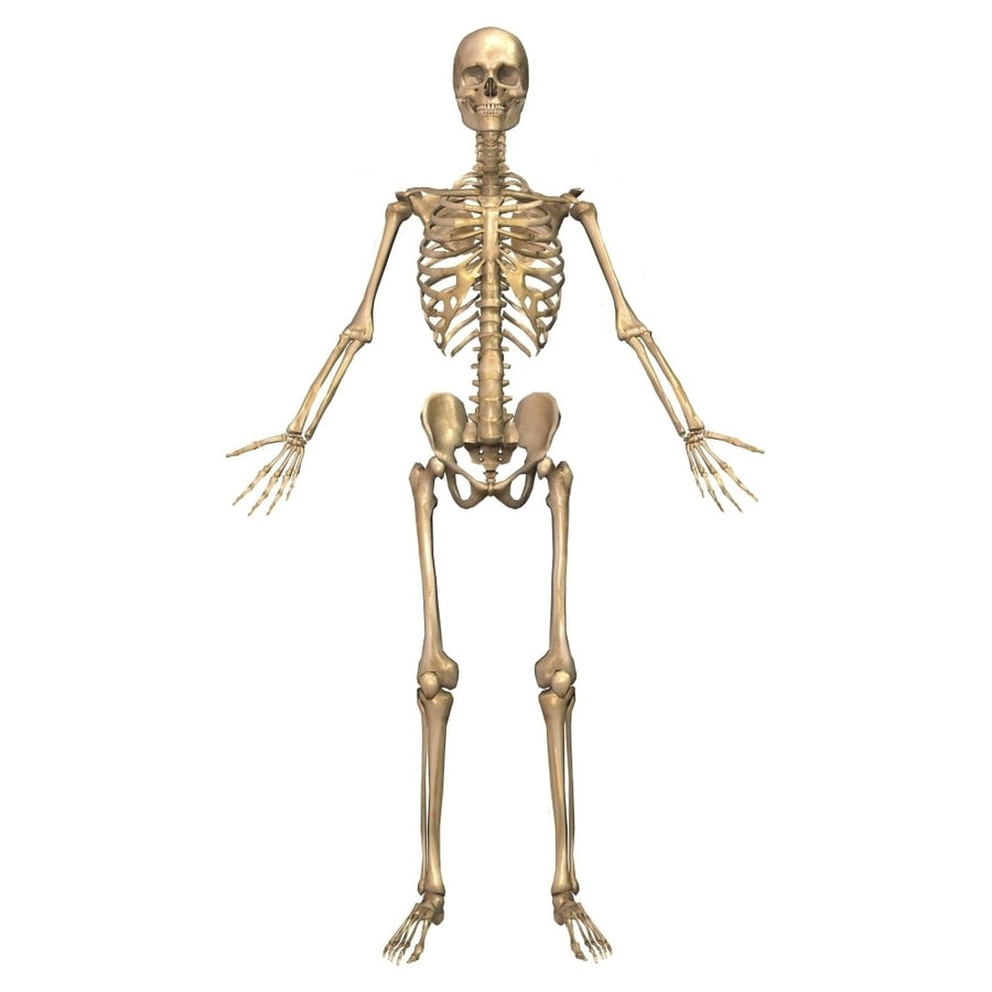 Human skeletal system front view Poster Print Image 1