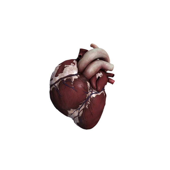 Three dimensional view of human heart front Poster Print Image 1