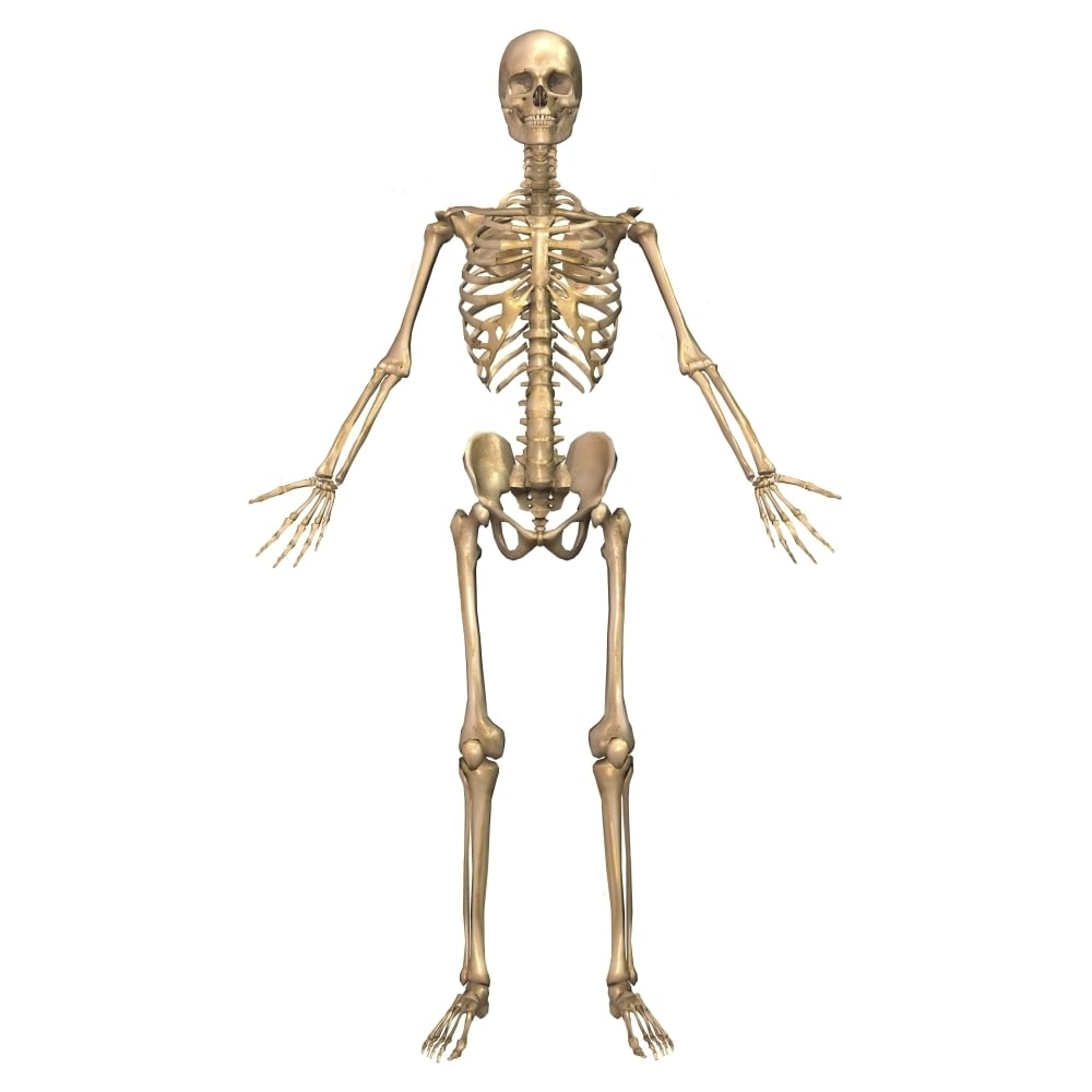 Human skeletal system front view Poster Print Image 2